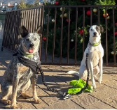 Cindy's dogs Kona and Rocky